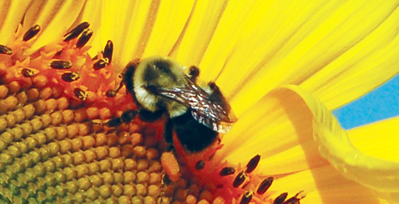 Bumblebee Species